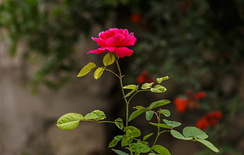 Close-up of a single pink rose bloom with lush green leaves in a serene garden setting. HD wallpaper