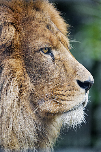 Animals, Lion, Predator, Big Cat, Profile HD phone wallpaper