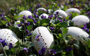 Fairy Eggs, Fairy, graphy, eggs, decorate HD wallpaper