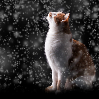 Animals, Snow, Glare, Cat, hop, Bokeh, Boquet, Snowfall HD phone wallpaper