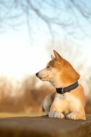 Shiba Inu, Japanese dog breed, Playful puppy, Notable Japanese dogs HD phone wallpaper