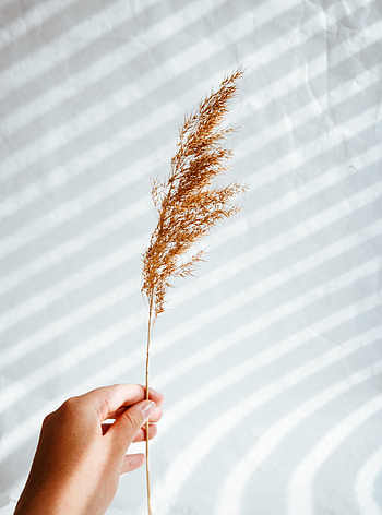 Background, Plant, Hand, Miscellanea, Miscellaneous, Ear HD phone wallpaper