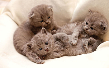 Animals, Cats, Background, Three HD wallpaper