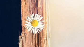 Background, Camomile, Flower, Macro, Chamomile, Small HD wallpaper