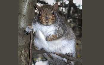 grandfather squirrel, squirrels, wallpape, grandfather kitchen, squirrel, sheeps, sea HD wallpaper