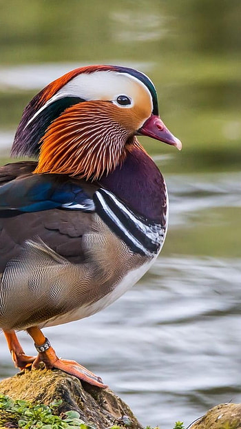Mandarin Duck, Tangerine Duck HD phone wallpaper
