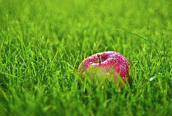 Food, Grass, Apple, Drops, Fruit, Lawn HD wallpaper