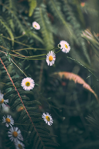Flowers, Camomile, Plant, Macro, Chamomile HD phone wallpaper