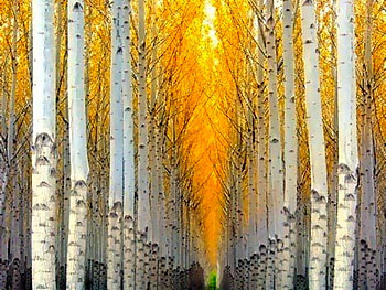 Beautiful Trees, trees, beautiful HD wallpaper