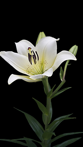Lily, White HD phone wallpaper