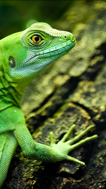 Lizard magnificence, Green eyes, Vivid reptile, Nature's wonder HD phone wallpaper