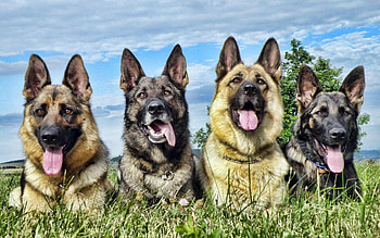 Animals, Dogs, Grass, Shepherds, Lie, To Lie Down HD wallpaper