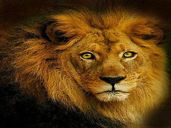 African King, mane, king, hunter, lion, gold brown HD wallpaper