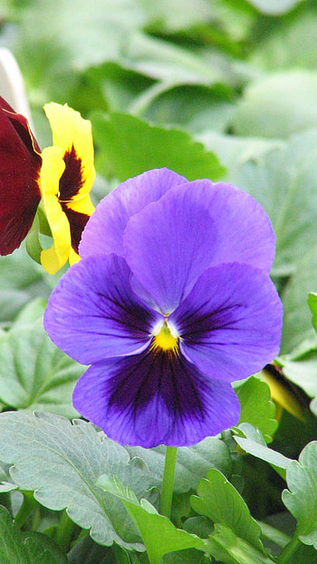 Pansy, Dark Blue HD phone wallpaper