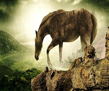 Horse, g, dd, fg, hgf, gf HD wallpaper