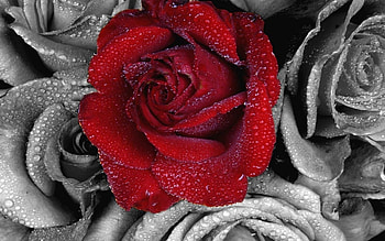 Plants, Flowers, Roses HD wallpaper
