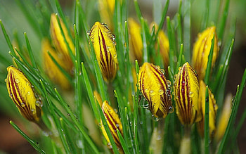 Drops On Crocuses, rain, striped, drops, leaves, wet, green, yellow, nature, flowers, herbs, crocuses HD wallpaper
