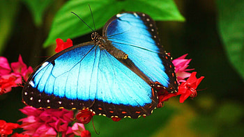 Morpho peleides, Butterflies HD wallpaper