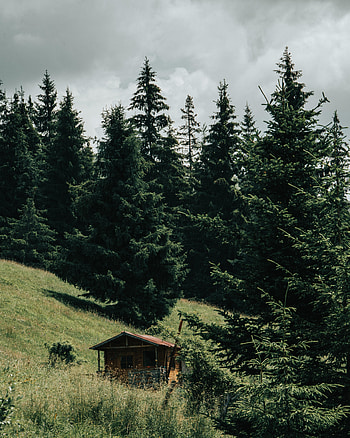 Nature, Trees, Grass, Building, Forest, Slope HD phone wallpaper