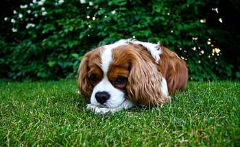 Cocker Spaniel, dogs, cute, animals HD wallpaper