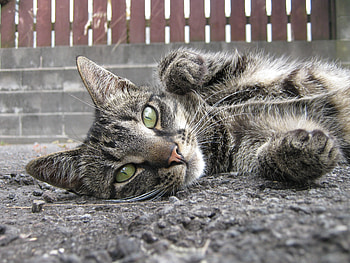 Animals, Cat, To Lie Down, Lie, Muzzle, Asphalt HD wallpaper