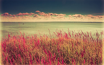 wonderful wildflowers at the shore, sea, horizon, shore, clouds, flowers, grass HD wallpaper