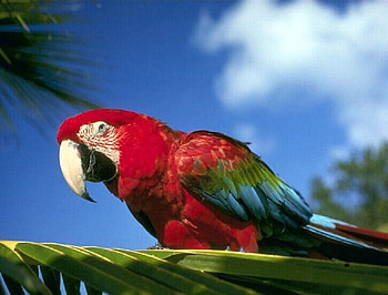 Parrot, Bird, Nature, Animal HD wallpaper