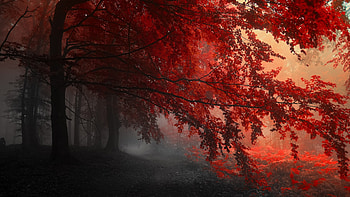 Red Forest Trees Path, trees, red, forest, path HD wallpaper