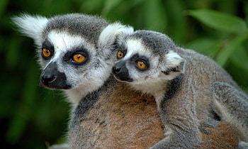 Lemur , Artistic lemur, Unique design, Distinctive background HD wallpaper