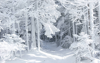 Landscape, Winter, Trees HD wallpaper