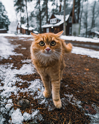 Animals, Cat, Fluffy, Muzzle, Pet, Sight, Opinion HD phone wallpaper