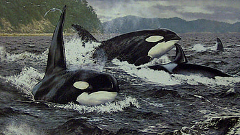 orca family, sea, whales, killerwhale, orcas HD wallpaper