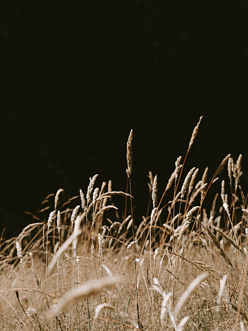 Plants, Nature, Grass, Cones, Dry, Spikelets HD phone wallpaper