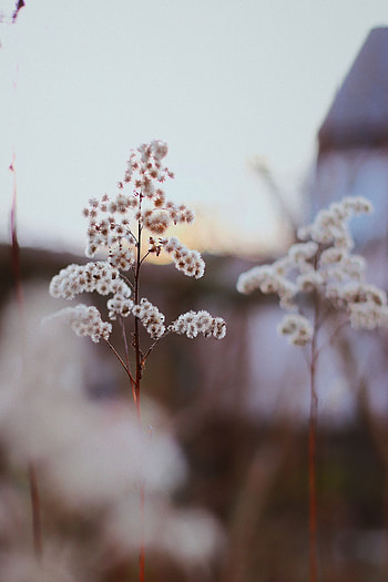 Plants, Flowers, Macro HD phone wallpaper