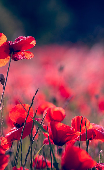 Poppy flower, Meadow , Stunning portrait, LG V30 HD phone wallpaper
