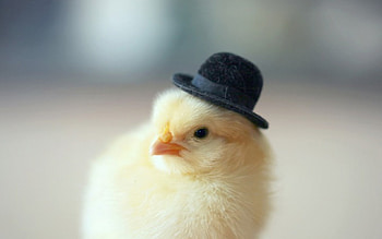 *** Chick ***, animal, bird, chik, animals HD wallpaper