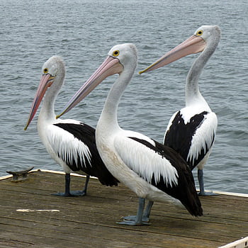 Three Australian pelicans with long beaks standing on a dock by the ocean. Nature and waterfowl scene. HD phone wallpaper
