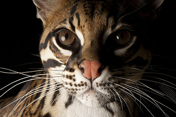 Whiskers, Ocelots HD wallpaper
