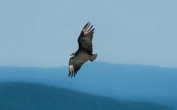 Animals, Sky, Bird, Flight, Eagle, Wave, Sweep HD wallpaper