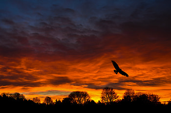 Nature, Trees, Sunset, Silhouette, Bird HD wallpaper