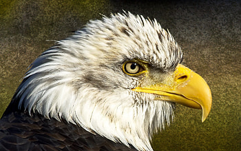 Animals, Feather, Bird, Beak, Head, Eagle HD wallpaper
