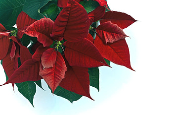 Flowers, Leaves, Poinsettia, White Background HD wallpaper