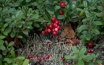 Lingonberries, Latvia, leaves, moss HD wallpaper