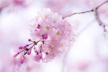 Sakura, Flowers, Macro, Branch, Pink HD wallpaper