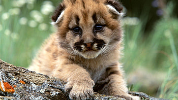 Animals, Predator, Big Cat, Kid, Tot, Baby Leopard, Leopard Cub HD wallpaper