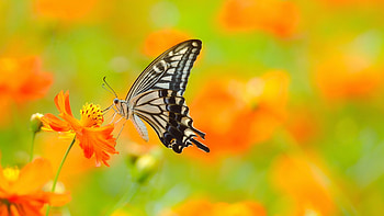 Asian swallowtail, Butterflies HD wallpaper