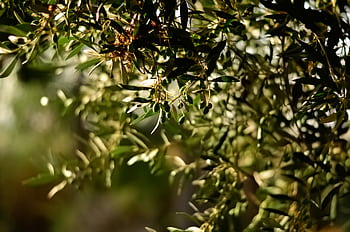 Close-up of olive tree branches with sunlit leaves and ripe olives in Greece. HD wallpaper