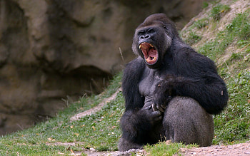 Jaw, Gorillas HD wallpaper
