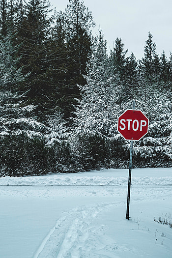 Nature, Trees, Snow, Words, Sign, Stop HD phone wallpaper