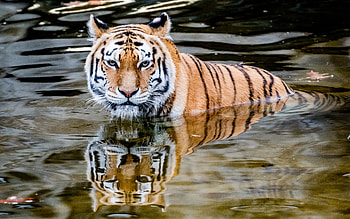 Tiger, animal, cat, water HD wallpaper